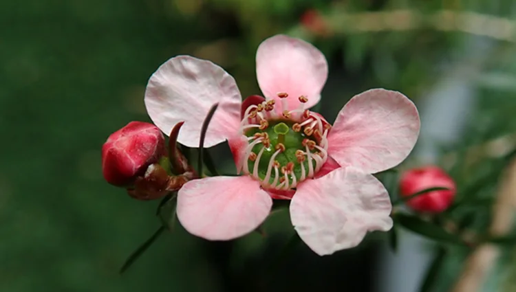 manuka flower